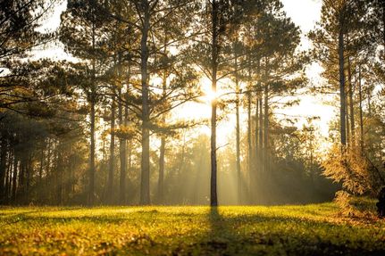 Hunting Land for sale in Newton County, Mississippi