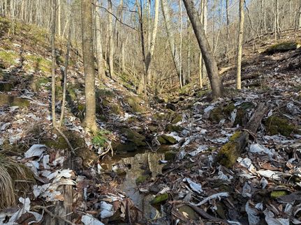 Hunting Land for sale in Winston County, Alabama