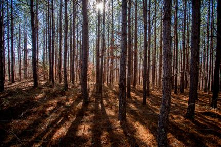 Undeveloped Land for sale in Hickman County, Tennessee