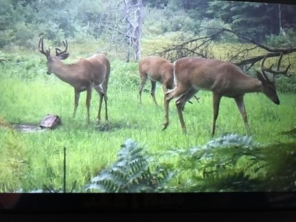 Property for sale in Mecosta County, Michigan