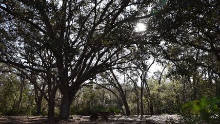 Hunting Land for sale in Putnam County, Florida