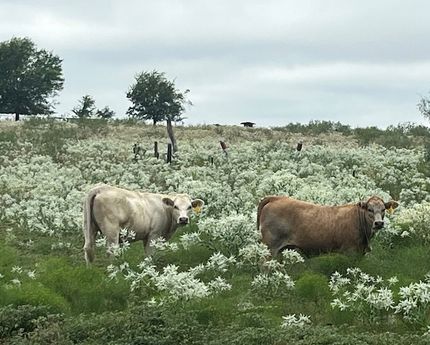 Property for sale in Kaufman County, Texas