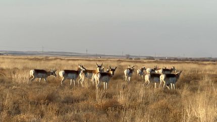 Ranch Property for sale in Chaves County, New Mexico