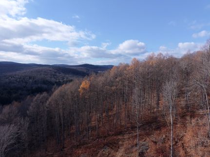 Undeveloped Land for sale in Potter County, Pennsylvania