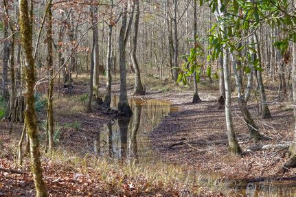 Hunting Land for sale in Bleckley County, Georgia