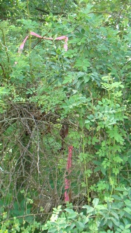 Property for sale in Howell County, Missouri