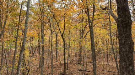 Undeveloped Land for sale in Polk County, Georgia