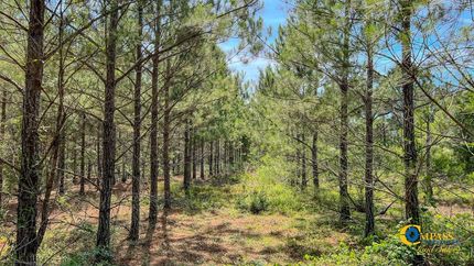 Undeveloped Land for sale in Marion County, Georgia