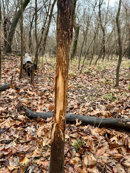 Timberland Property for sale in Cooper County, Missouri