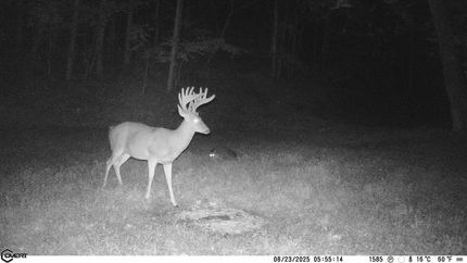 Property for sale in Lewis County, Kentucky