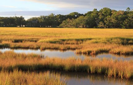 Undeveloped Land for sale in Glynn County, Georgia