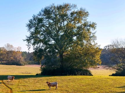 Ranch Property for sale in San Augustine County, Texas