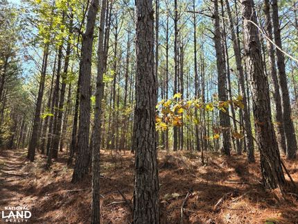 Property for sale in Marion County, Alabama