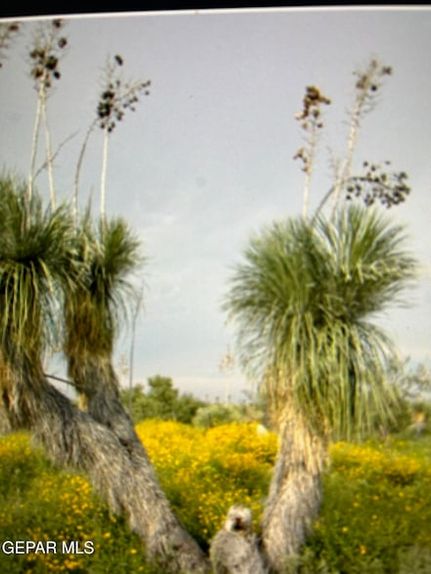 Undeveloped Land for sale in Hudspeth County, Texas