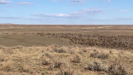 Property for sale in Golden Valley County, Montana