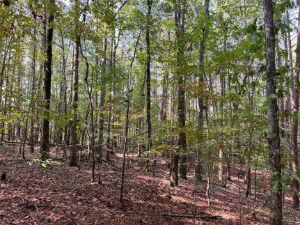 Property for sale in Tuscaloosa County, Alabama