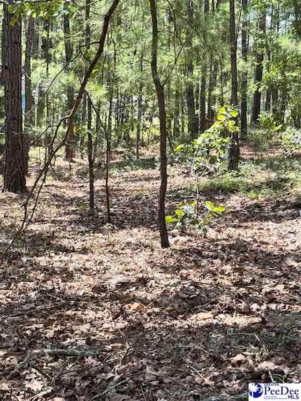 Property for sale in Chesterfield County, South Carolina