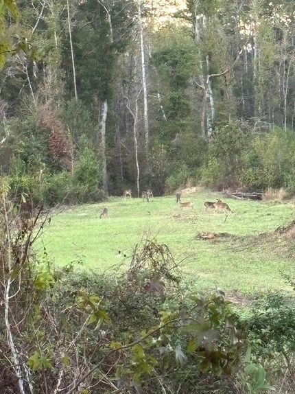 Property for sale in Amite County, Mississippi