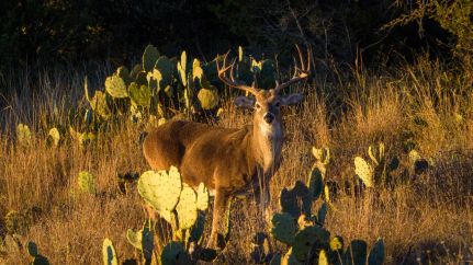 Property for sale in Mason County, Texas