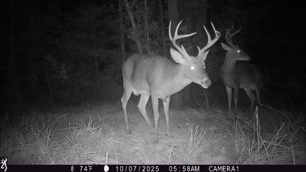 Timberland Property for sale in Butler County, Alabama