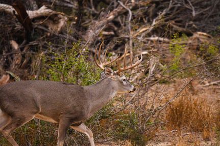 Property for sale in Castro County, Texas