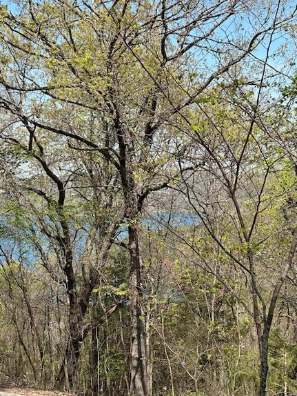 Property for sale in Stone County, Missouri