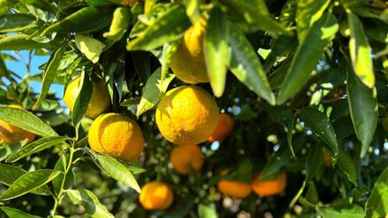 Property for sale in Madera County, California