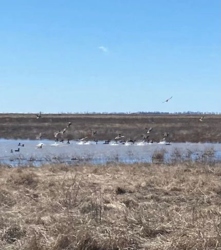 Property for sale in New Madrid County, Missouri