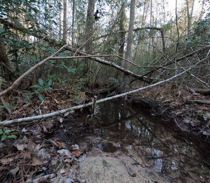 Timberland Property for sale in Marion County, Mississippi