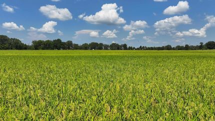 Undeveloped Land for sale in Monroe County, Arkansas