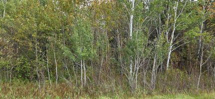 Property for sale in Koochiching County, Minnesota