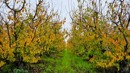 Property for sale in Fresno County, California