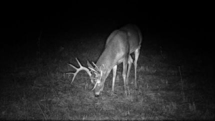 Property for sale in Laclede County, Missouri