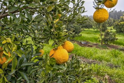 Property for sale in Tulare County, California