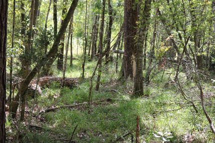 Undeveloped Land for sale in Sabine County, Texas