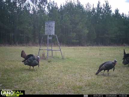 Property for sale in Williamsburg County, South Carolina