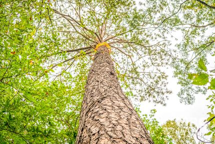 Undeveloped Land for sale in Tyler County, Texas