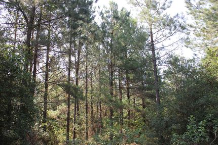 Undeveloped Land for sale in Angelina County, Texas