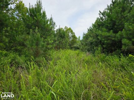 Timberland Property for sale in Marion County, Alabama