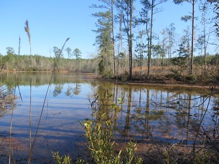 Timberland Property for sale in Clarke County, Mississippi