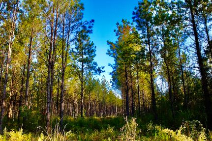 Property for sale in Marion County, Mississippi