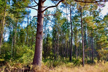 Property for sale in Marion County, Mississippi