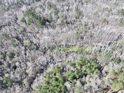 Undeveloped Land for sale in Livingston Parish, Louisiana