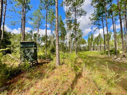Timberland Property for sale in Gilchrist County, Florida