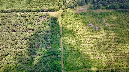 Timberland Property for sale in Red River County, Texas