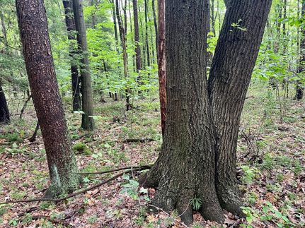 Timberland Property for sale in Cambria County, Pennsylvania