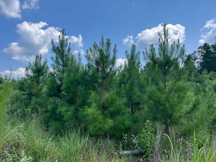 Property for sale in Bienville Parish, Louisiana