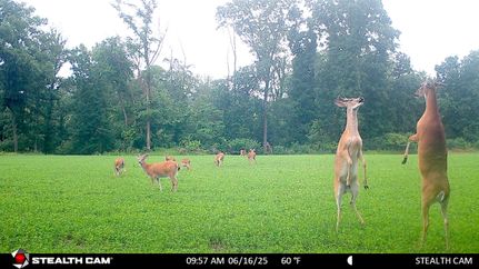 Property for sale in Randolph County, Illinois