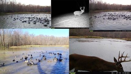 Timberland Property for sale in Jefferson County, Mississippi