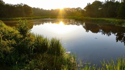 Hunting Land for sale in Henderson County, Texas